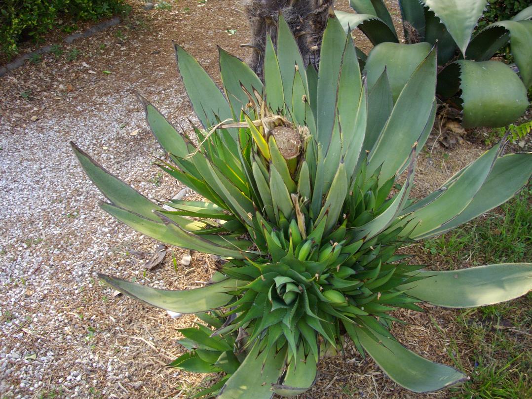 Qui a dit que les agaves mourraient après la floraison!