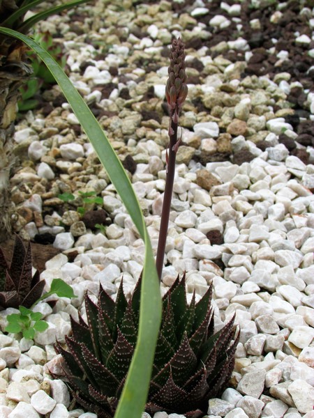 aloe cosmos (Copier).JPG