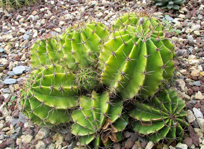 echinopsis oxygona (Copier).JPG