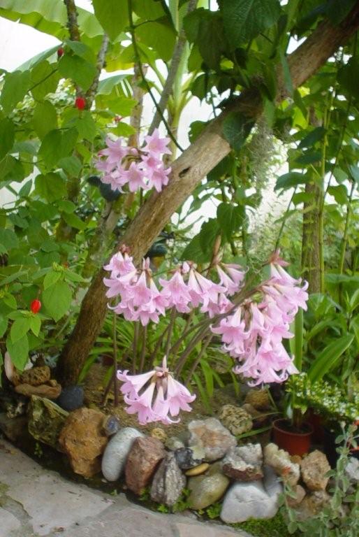 Amaryllis Belladonna  joël's garden 29 08 2006.jpg