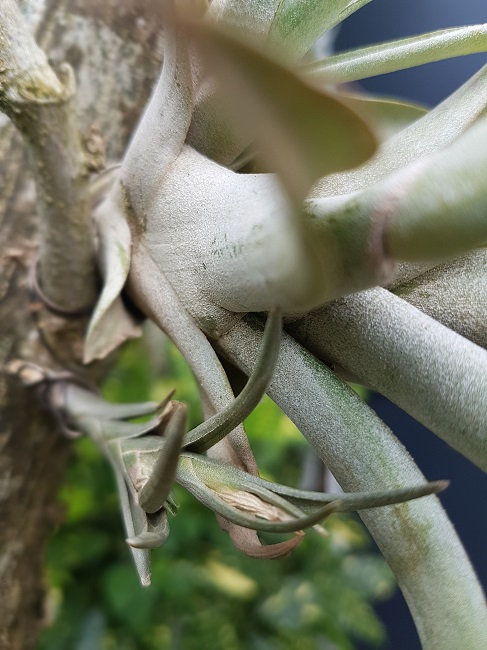 Tillandsia albertiana.jpg