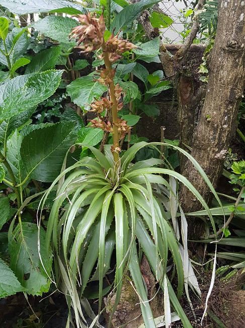 Puya dyckioides .jpg