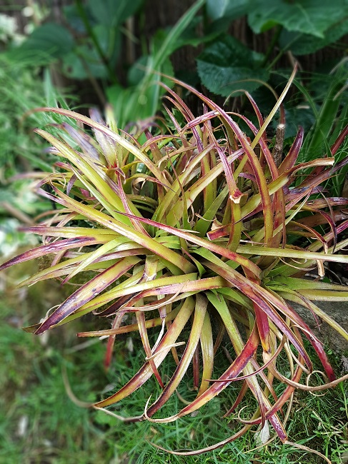 Aechmea recurvata rouge (1).jpg
