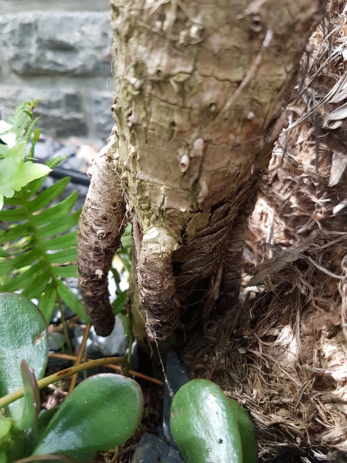 Cordyline australis racines aériennes .jpg