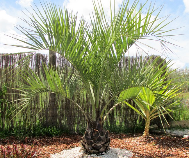 butia odorata (Copier).JPG