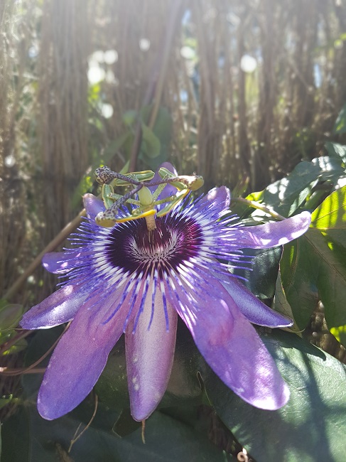 Passiflora Betty Myles Young 10062017 (1).jpg