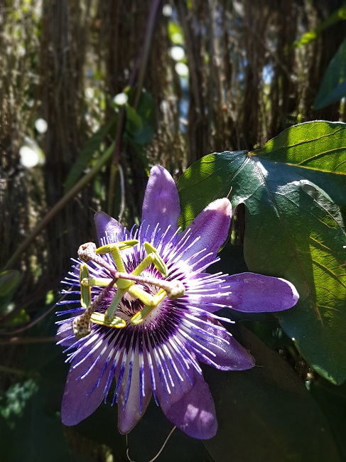 Passiflora Betty Myles Young 10062017 (2).jpg