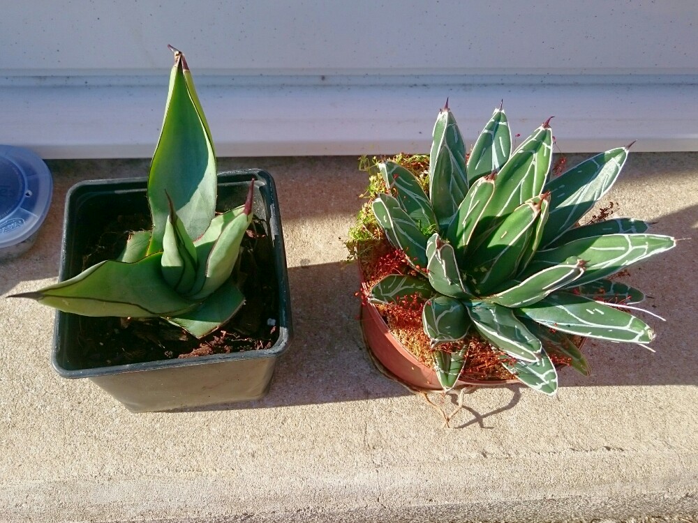 Agave shark skin et victoriae reginae