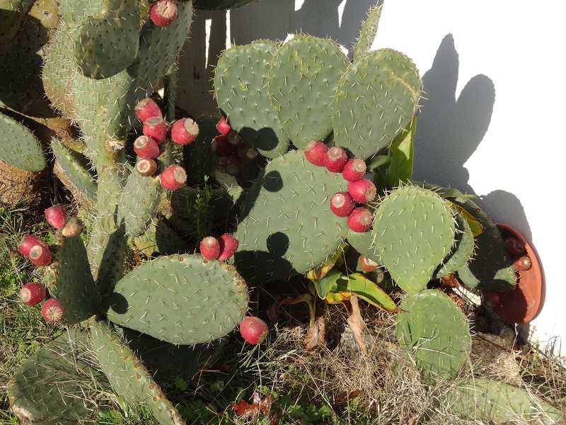 Opuntia ficus indica