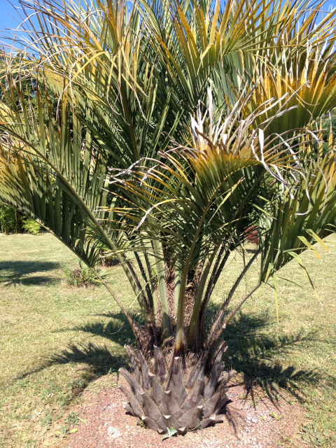 Butia sticta 1.jpg