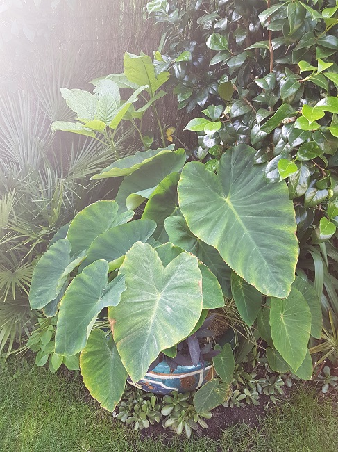 Colocasias 07062017.jpg