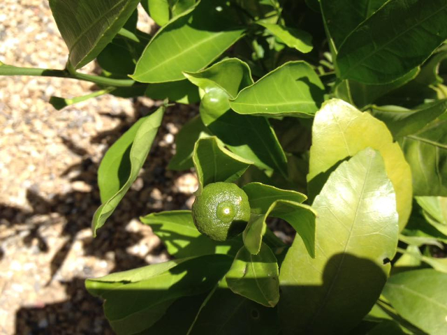 Mandarinier satsuma.jpg