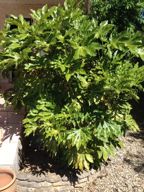 Fatsia japonica.jpg