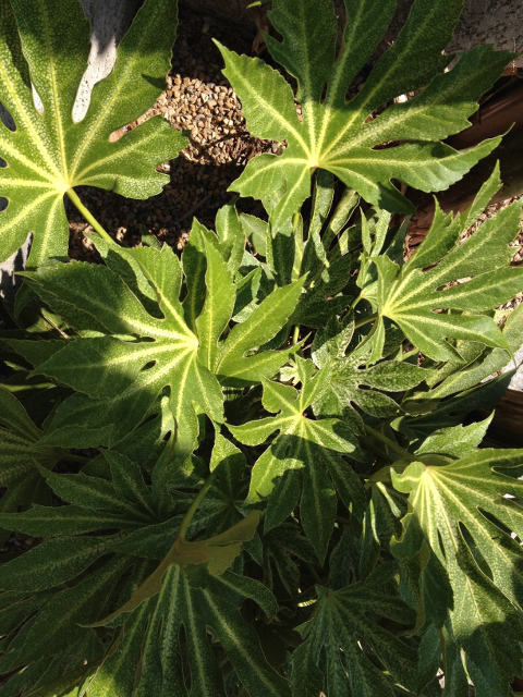 Fatsia japonica Spider's Web.jpg