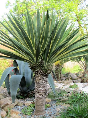 yucca gloriosa variegata (Copier).JPG