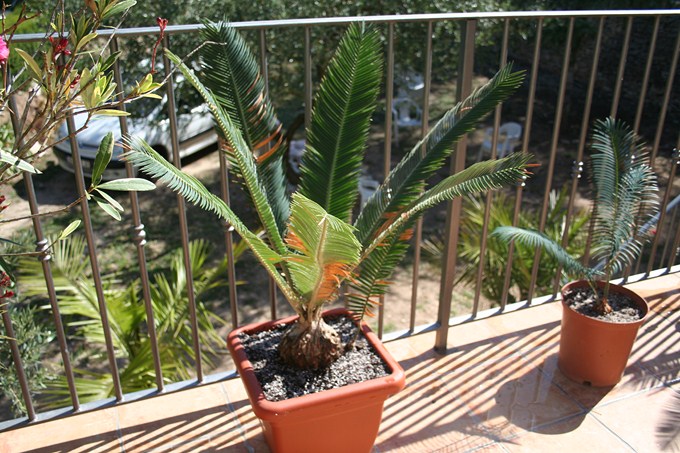 cycads (1).jpg