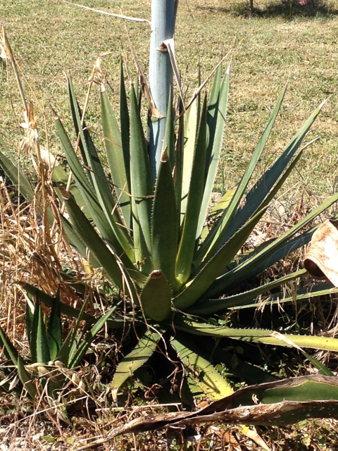 Agave xylonacantha 1.jpg