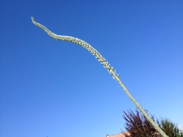 Agave xylonacantha 2.jpg