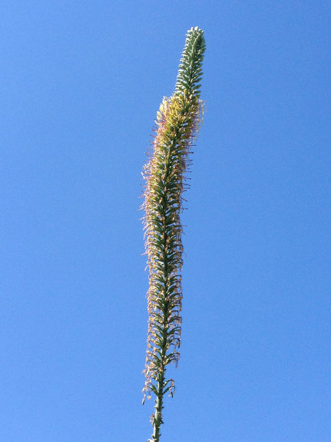 Agave xylonacantha 3.jpg