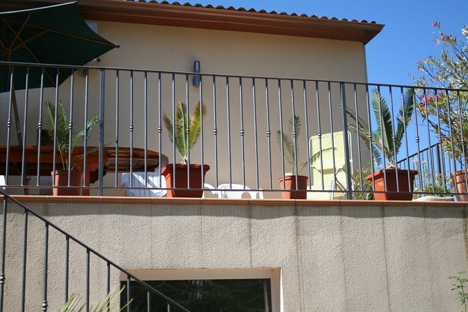cycads (2).jpg