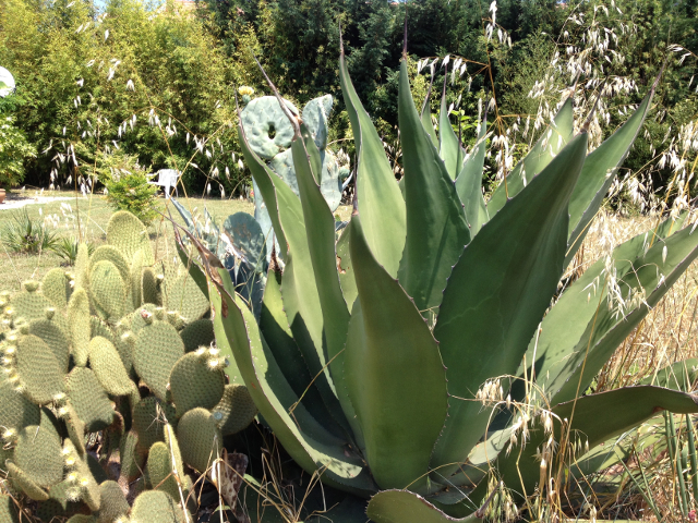 Agave salmiana ssp. crassispina.jpg