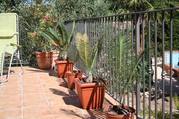 cycads (3).jpg