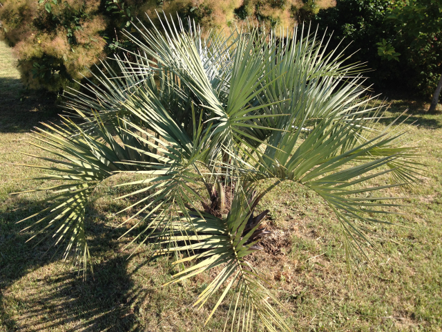 Butia odorata 2.jpg