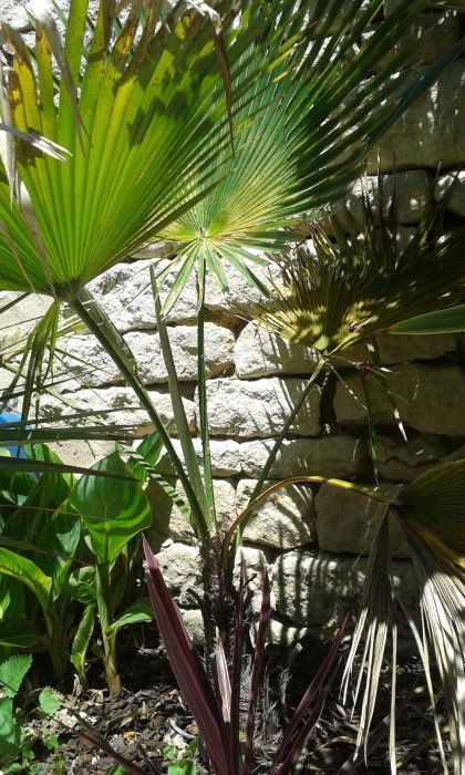 Trachycarpus Martianus