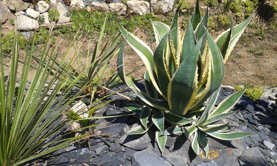 Américana variegata