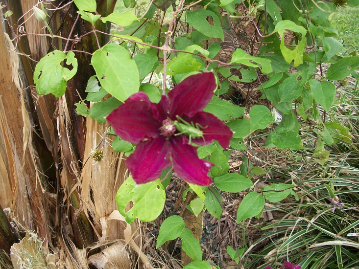 100_8181.JPG