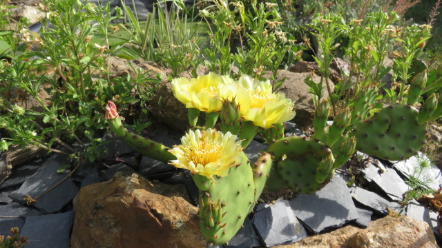 floraison de Opuntia humifusa