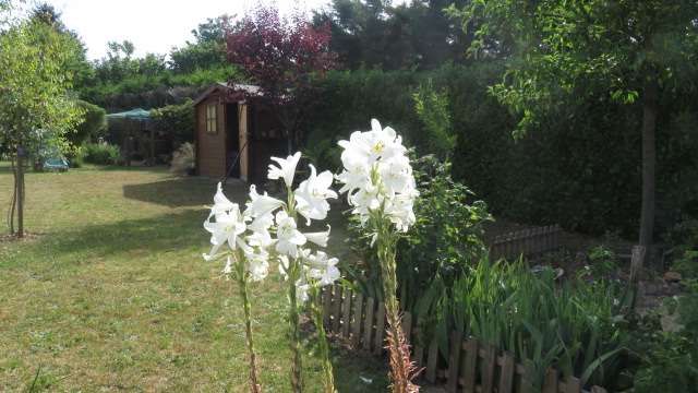 floraison  de Lilium candidum