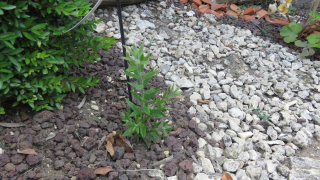 le callistemon repart de la souche