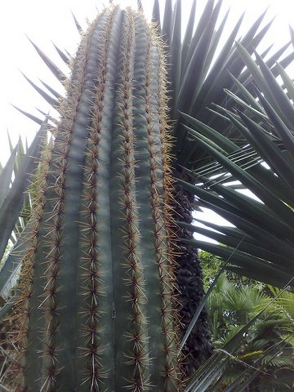 t pasacana 2 [640x480].jpg