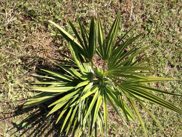 Chamaerops humilis var. arborescens 1.jpg