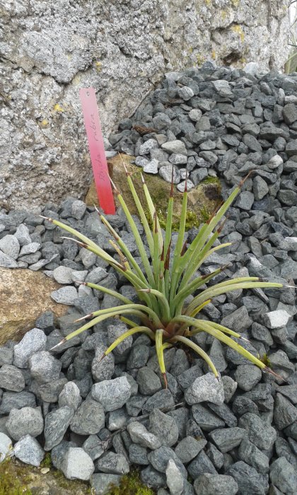 Stricta rubra