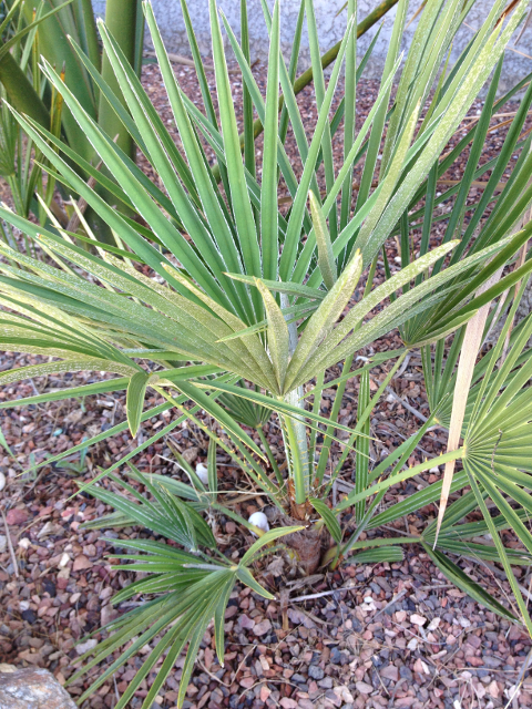 Chamaerops humilis var. argentea 1.jpg