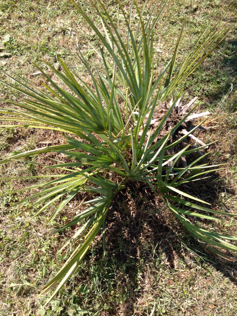 Chamaerops humilis var. cerifera 1.jpg