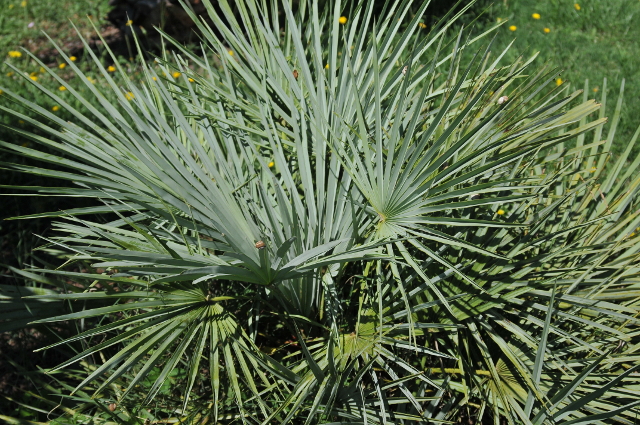 Chamaerops humilis var.cerifera 2.jpg