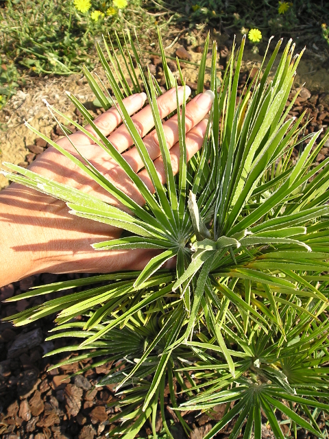 Chamaerops humilis var. depressa 2.jpg