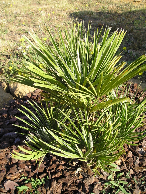 Chamaerops humilis var. depressa 1.jpg