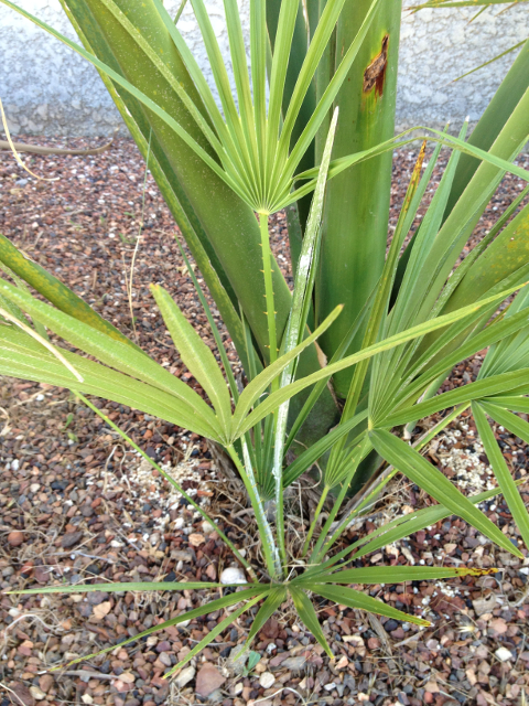 Chamaerops humilis var. elegans 1 .jpg