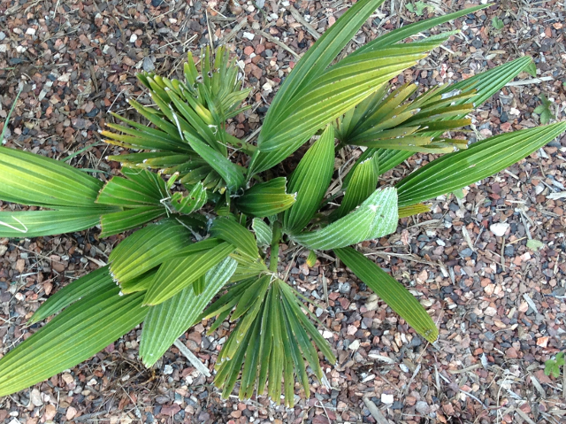 Chamaerops humilis var. vulcano 1.jpg