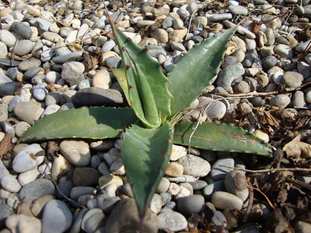 Agave neomexicana 1.jpg