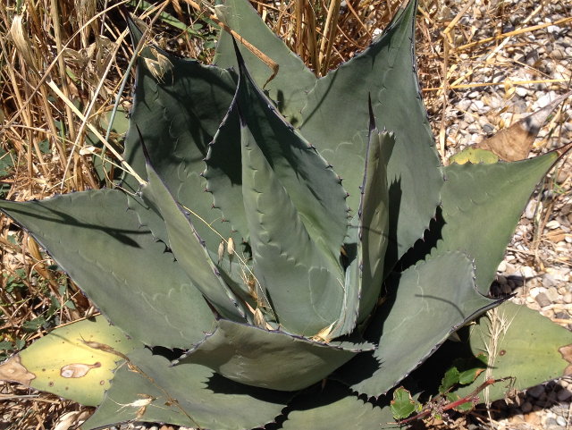 Agave neomexicana 2.jpg