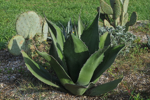 Agave salmiana var. crassispina 1.jpg