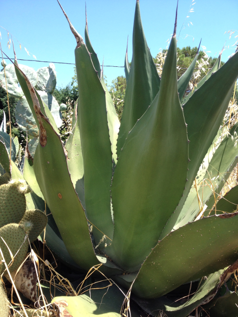 Agave salmiana var. crassispina 2.jpg