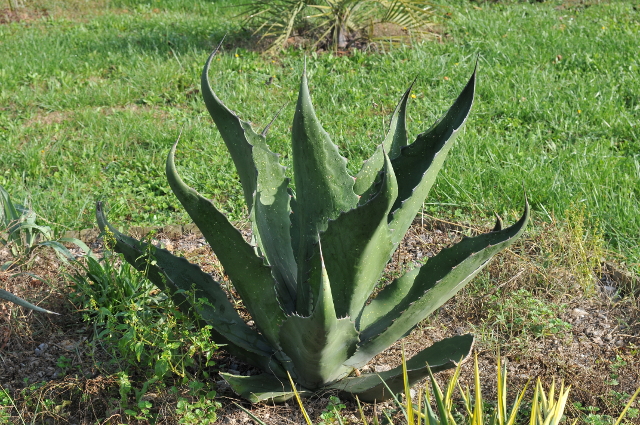 Agave salmiana var. sigmatophylla 1.jpg