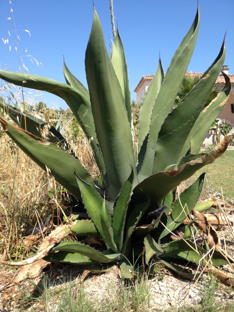 Agave salmiana var. sygmatophylla 2.jpg