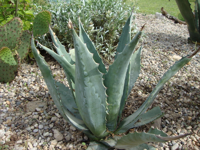 Agave winteriana 1.jpg